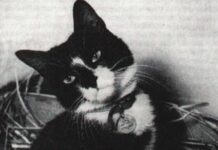 From the ANI Archives: HMS Amethyst and Simon the cat