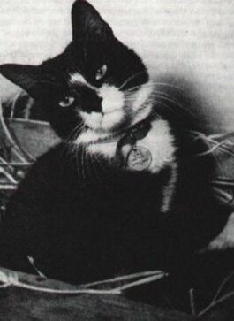 From the ANI Archives: HMS Amethyst and Simon the cat