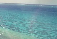 The curious case of Blenheim Reef