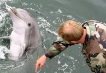 Extraordinary role of dolphins and sea lions