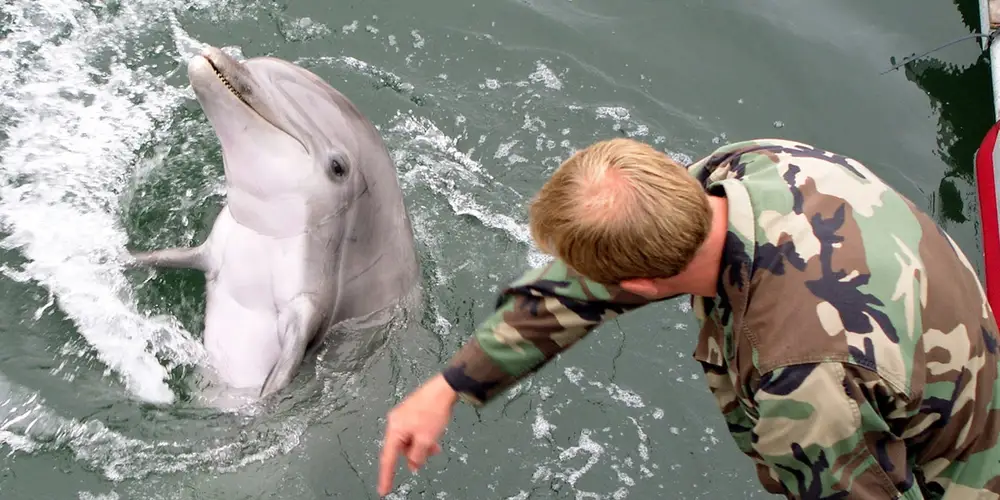 Three rescued dolphins swim free from Indonesia sanctuary