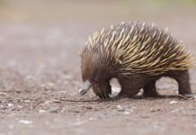 Australia can defend itself without US
