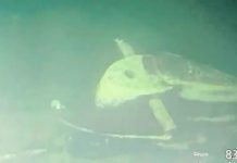 Submarine loss: more co-operation needed